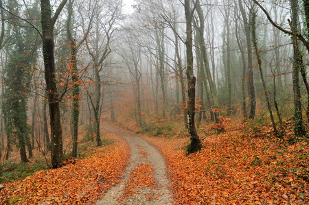 autumn leaves in foggy morningの写真素材