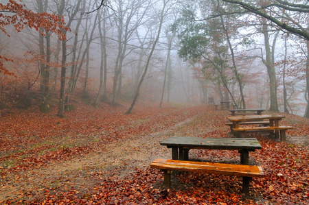autumn leaves in foggy morningの写真素材