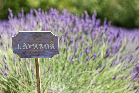 lavender cartel italian countryの写真素材