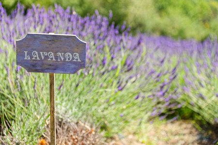 lavender cartel italian countryの写真素材