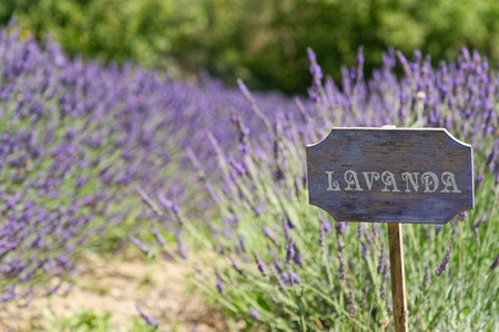 lavender cartel italian countryの写真素材