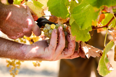 Closeup on bunch of grapes being picked from rowの写真素材