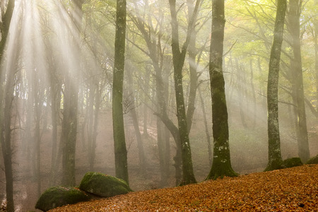 misty morning in foggy woodの写真素材