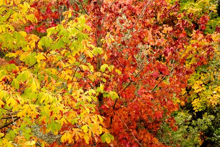 autumn foliageの写真素材