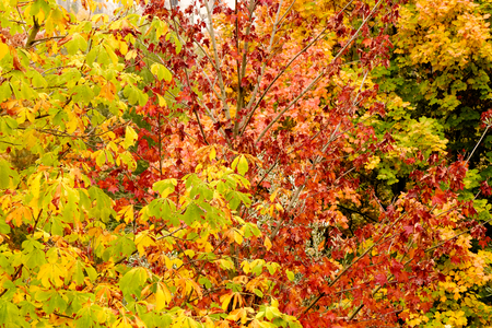 autumn foliageの写真素材