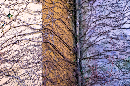 Climbing plants on wallの写真素材