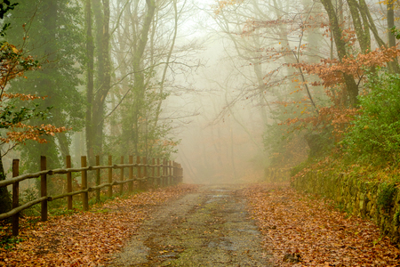 misty morning red foliageの写真素材