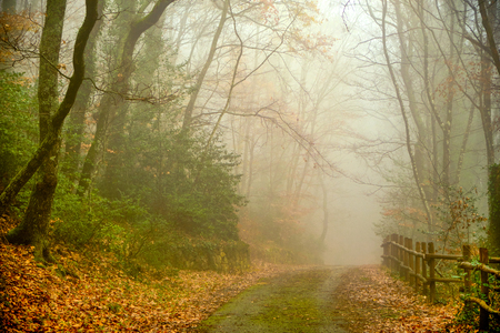 misty morning red foliageの写真素材