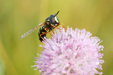 fly like a wasp sitting on a wet flower clover