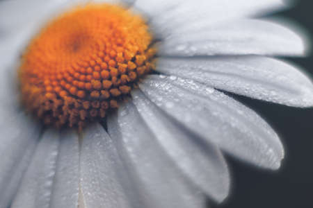 chamomile in the forest close-up with beautiful bokeh and drops on the petals. Daisies in the forest. Daisiesの写真素材