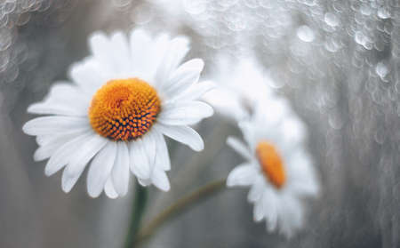 chamomile in the forest close-up with beautiful bokeh and drops on the petals. Daisies in the forest. Daisiesの写真素材