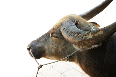 thai buffalo is animal domesticate.の写真素材