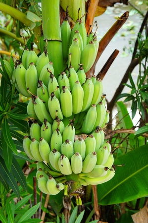 raw banana.の写真素材