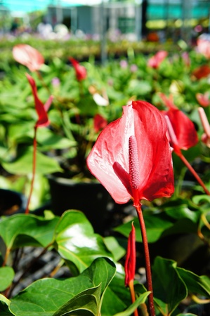 the cultivation of flowersの写真素材