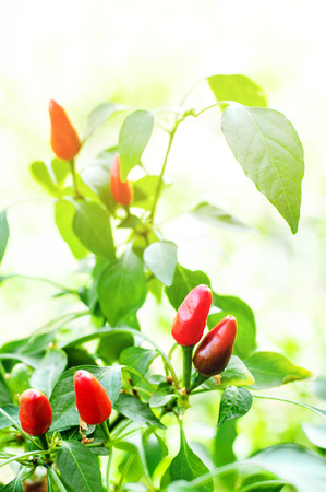 Jalapeno pepper growing in the garden. Red  chili peppers in the sun. Raw for cooking spicy food Selective focus Closeup Copy spaceの写真素材