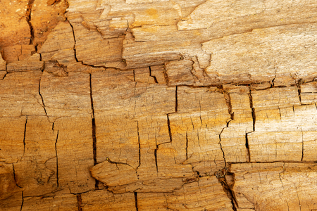 Wooden wall background. Macro wooden texture. Copy space.の写真素材
