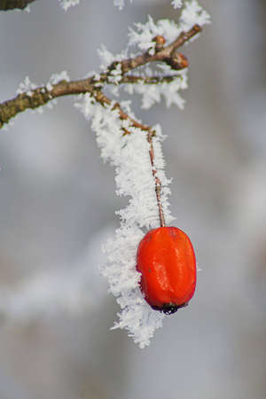 Frozen  red fruit, 