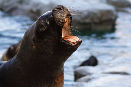 Sea lionの写真素材