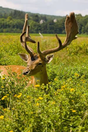 Fallow-Dear in the Garden of the castelの写真素材
