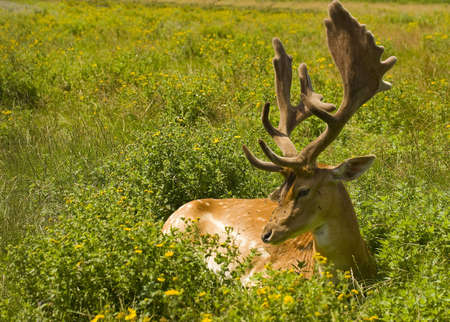 Fallow-Dear in the Garden of the castelの写真素材