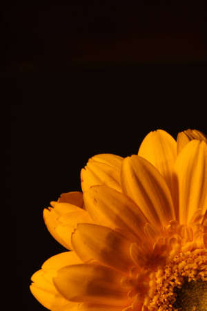 Flower with black backgroundの写真素材