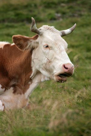 cow in the grass