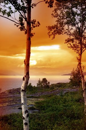 typical palm in Tromso (Norway) with sunsetの写真素材