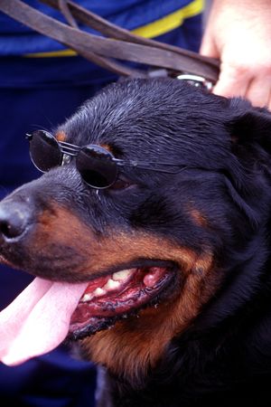dog with glassesの写真素材