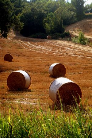 grain fieldの写真素材