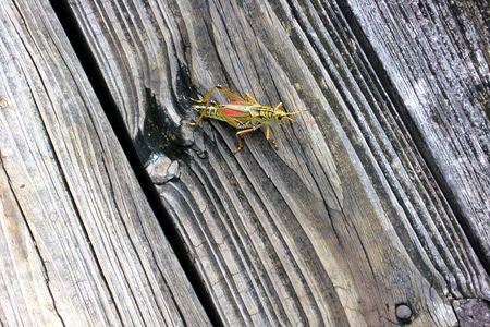 insectの写真素材