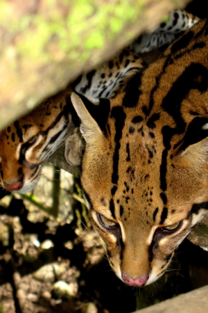 wild lifeの写真素材