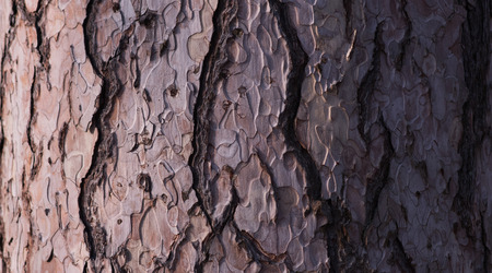 Wallpaper background treeの写真素材