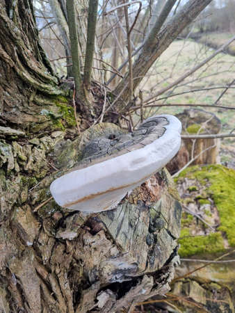 A large hub growing on an old tree