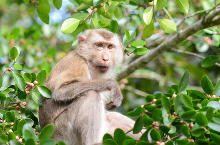Macaque monkey sitting on the Banyan tree in the national park , Thailandの写真素材