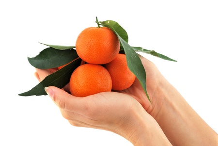 mandarin with green leaves in your handsの写真素材