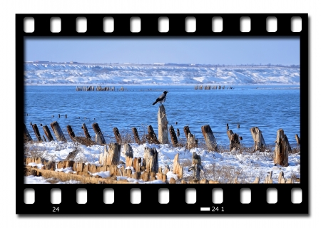 frames of film bird on  background of lake