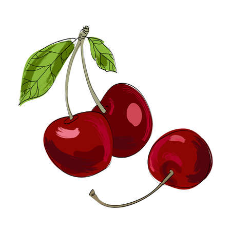 Cherry cartoon sketch isolated vector illustration. vector graphics. Artistic design of natural...