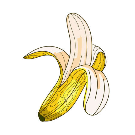 Sketch open banana icon vector illustration.Abstract decorative image of banana isolated on whiteのイラスト素材