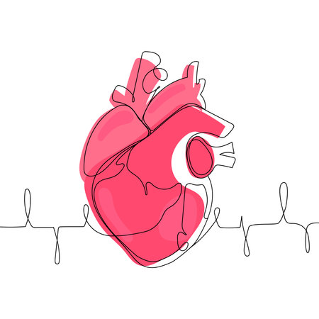 Anatomical human heart one line drawing.Line art vector illustration. Medical anatomical concept.のイラスト素材