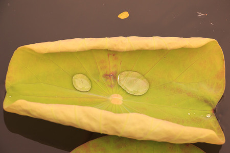Lotus Leafの写真素材