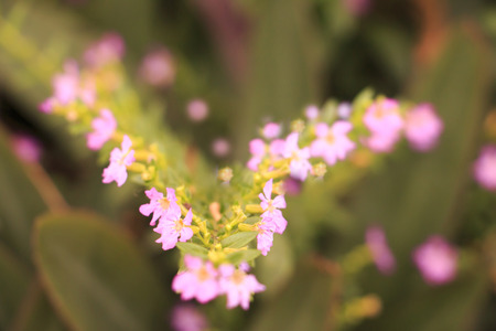 Flower of cactusの写真素材