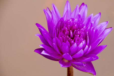 Lotus Flowerの写真素材