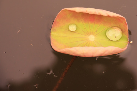 Lotus Leafの写真素材