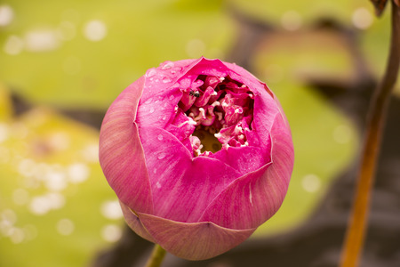 Pink Lotus Flowerの写真素材