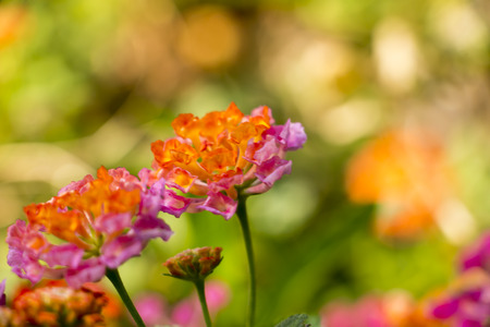 Blurred bokeh wallpaper background`の写真素材