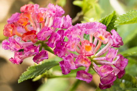 Small wild flowerの写真素材