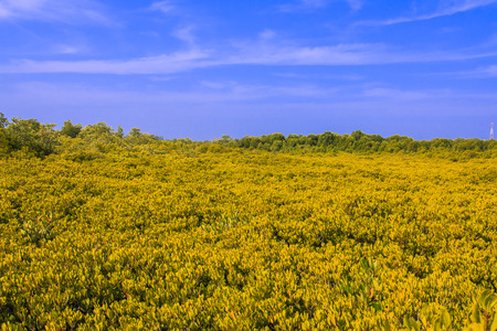 yellow tree and blue skyの写真素材