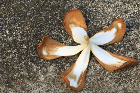 old flower on the groundの写真素材