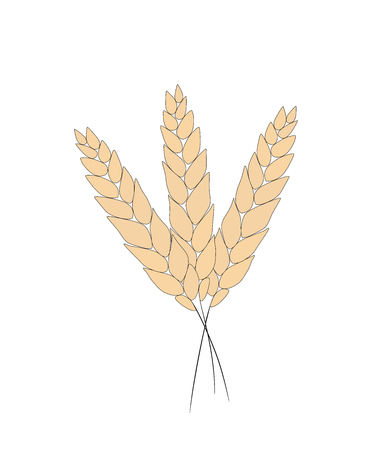 Wheat bread ears cereal crop sketch hand drawn vector illustration.のイラスト素材