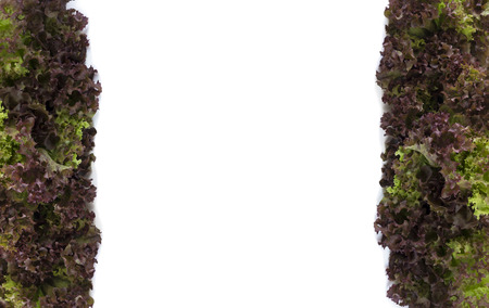 Top view. Lettuce at border of image with copy space for text.の写真素材